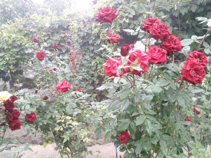 Photo0964 - valul III de inflorire