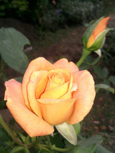 Photo0968 - valul III de inflorire