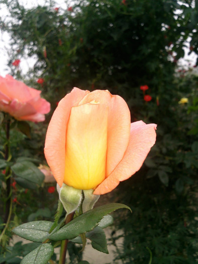 Photo0973 - valul III de inflorire