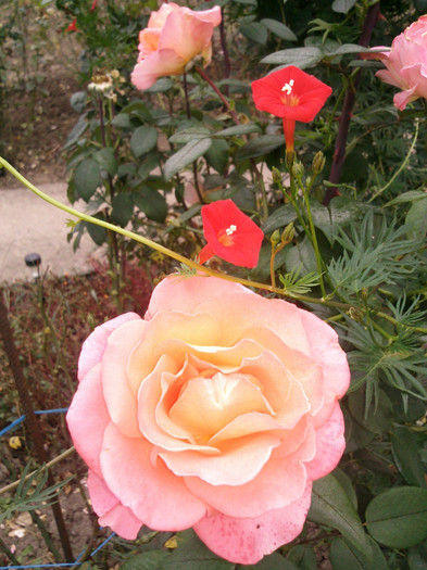 Photo0976 - valul III de inflorire