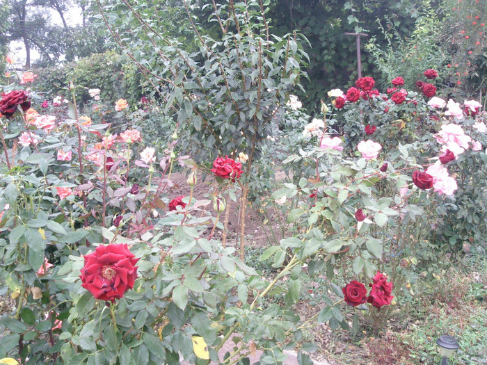 Photo0977 - valul III de inflorire