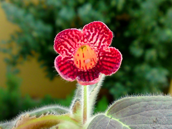 Kohleria Magnifik - Alte gesneriaceae