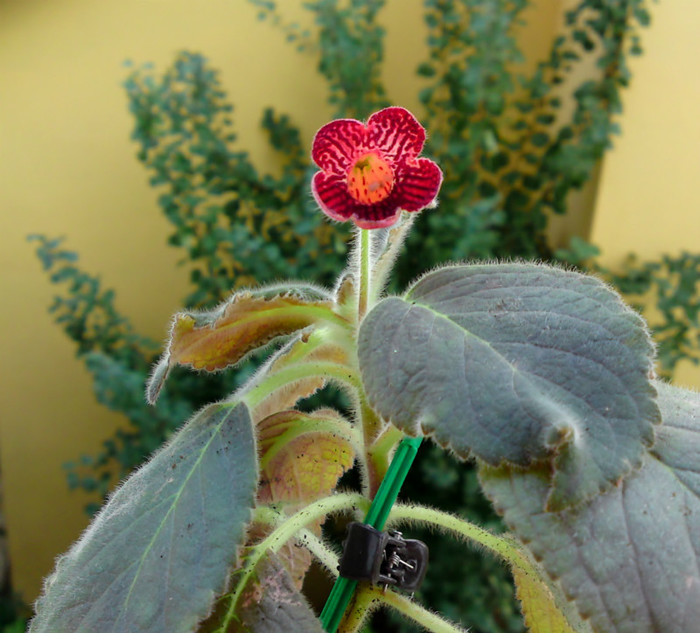  - Alte gesneriaceae