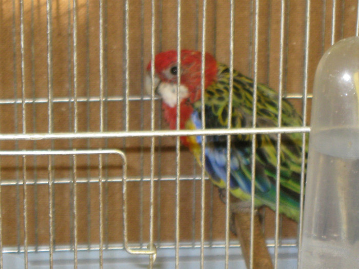 IMG_0254 - ROSELLA STANDARD