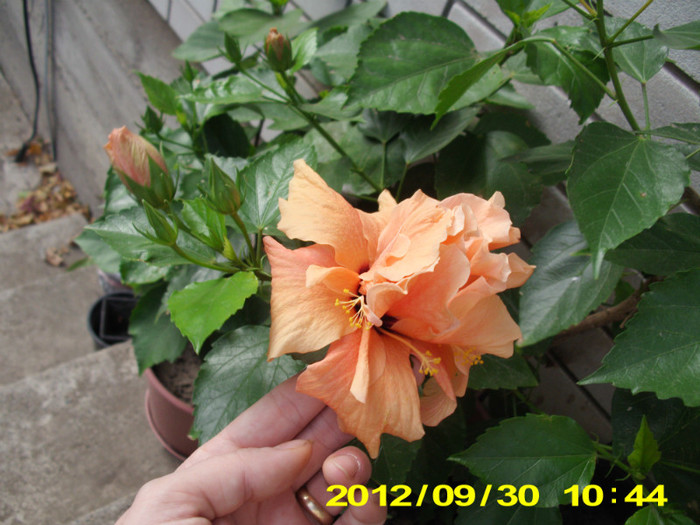 Picture 055 - hibiscus