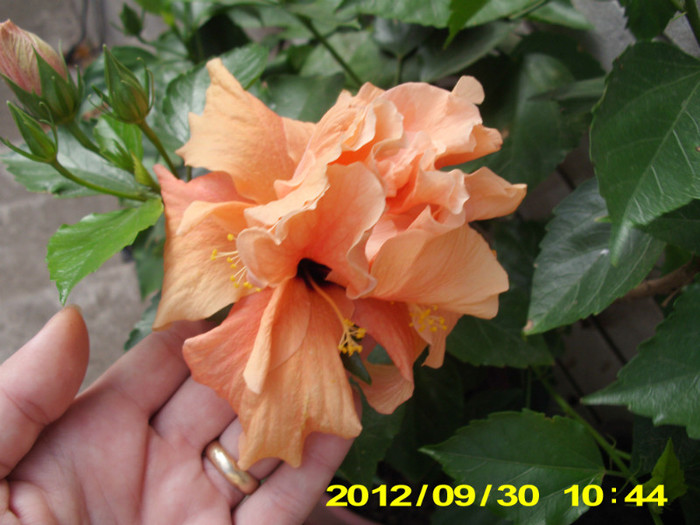 Picture 053 - hibiscus