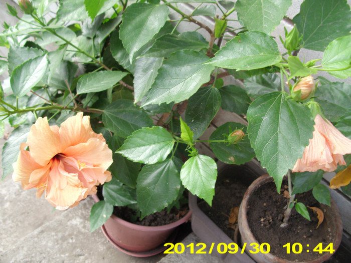 Picture 054 - hibiscus
