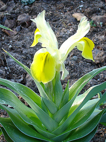 www.planteo.ro - iris bucharica; de vanzare bulbi de irisi de gradina pe www.planteo.ro
