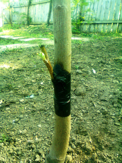 mar pe gutui 30 august 12; poza factuta pe 29 sept 12
