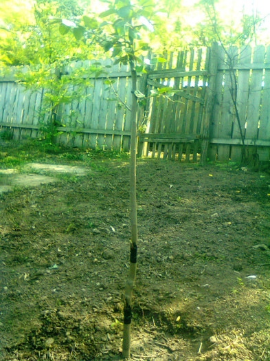 mar pe gutui 30 august 12; poza factuta pe 29 sept 12
