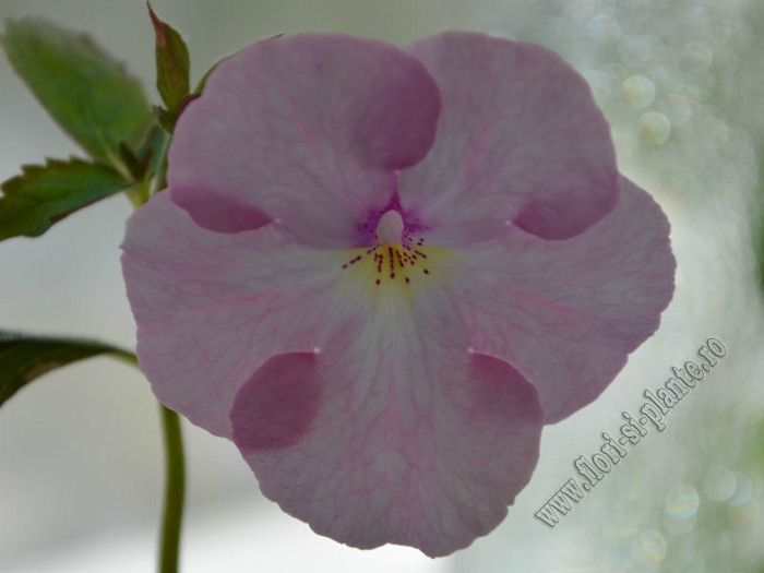 achimenes Harecroft; 2012
