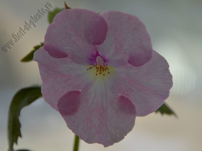 achimenes Harecroft; 2012
