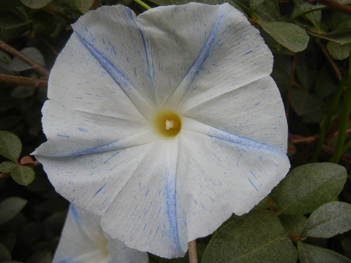 Ipomoea Flying Saucers (2012, Sep.30) - Flying Saucers