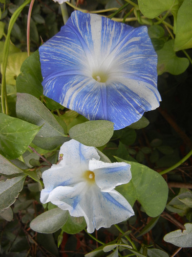 Ipomoea Flying Saucers (2012, Sep.30) - Flying Saucers