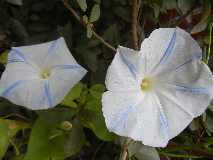 Ipomoea Flying Saucers (2012, Sep.30) - Flying Saucers