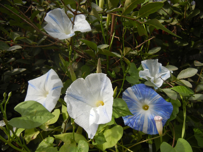 Ipomoea Flying Saucers (2012, Sep.30) - Flying Saucers