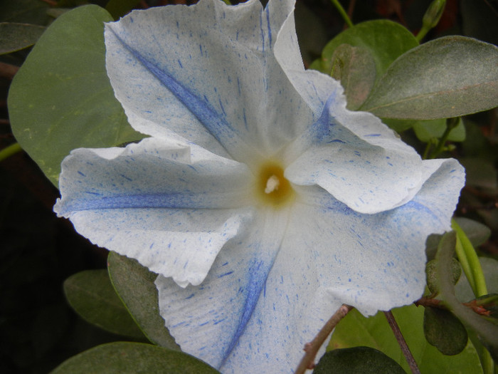 Ipomoea Flying Saucers (2012, Sep.30)