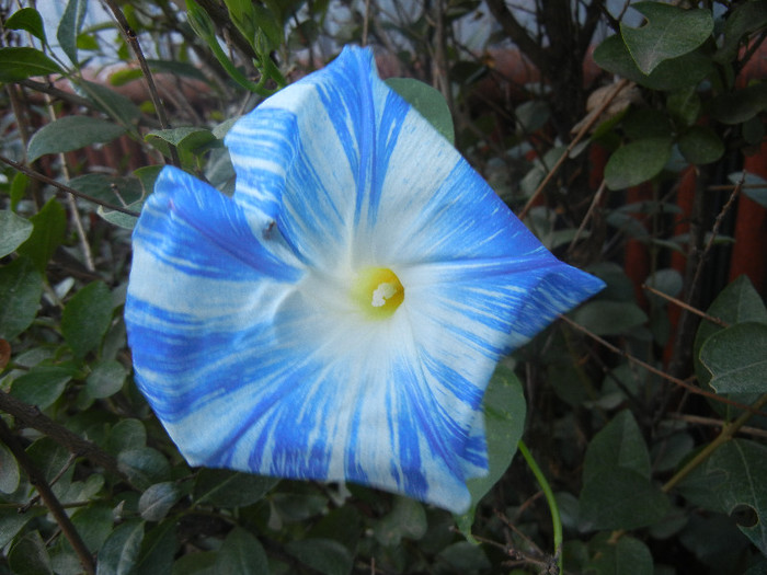 Ipomoea Flying Saucers (2012, Oct.01)