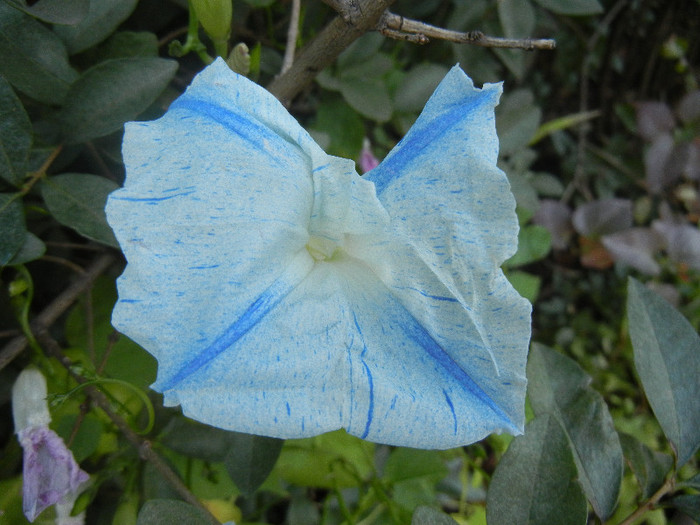 Ipomoea Flying Saucers (2012, Oct.01) - Flying Saucers