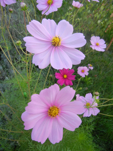 Cosmos bipinnatus (2012, Sep.29)