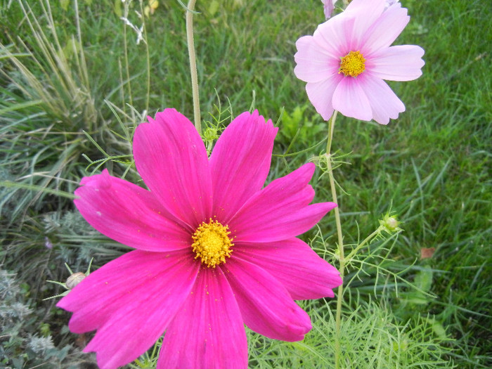 Cosmos bipinnatus (2012, Sep.29)