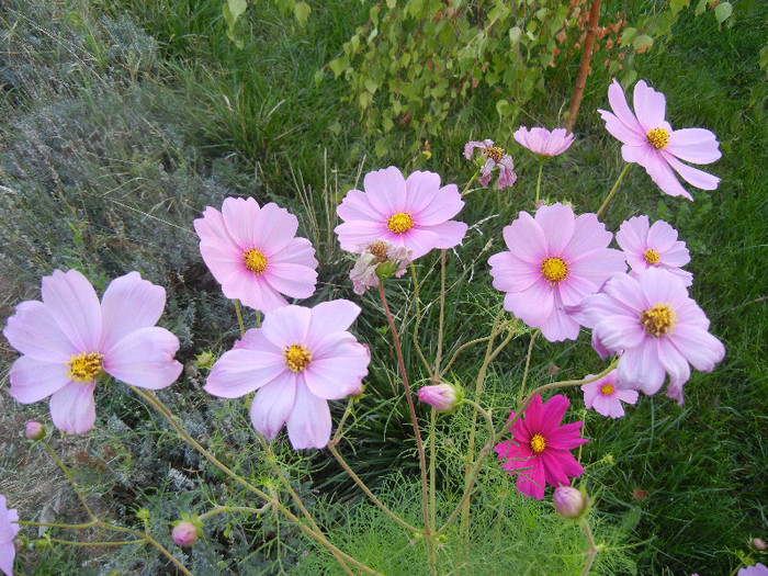 Cosmos bipinnatus (2012, Sep.29)