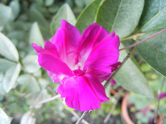 Double Pink Morning Glory (2012, Sep.27)