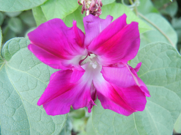 Double Pink Morning Glory (2012, Sep.27) - Double Pink Ipomoea Nil