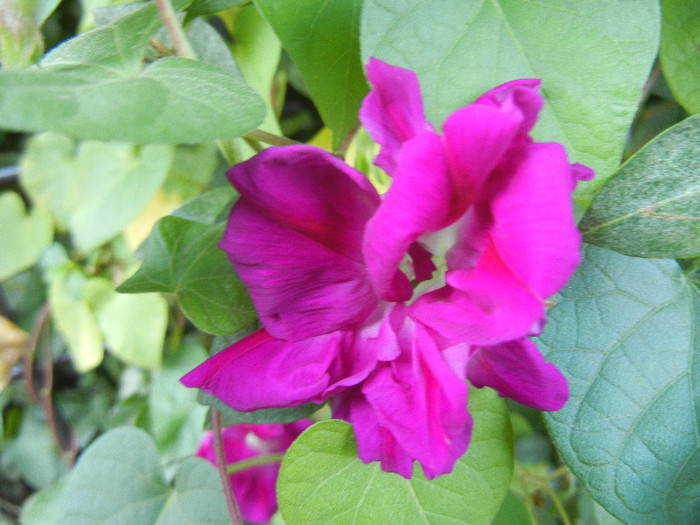 Double Pink Morning Glory (2012, Sep.27)