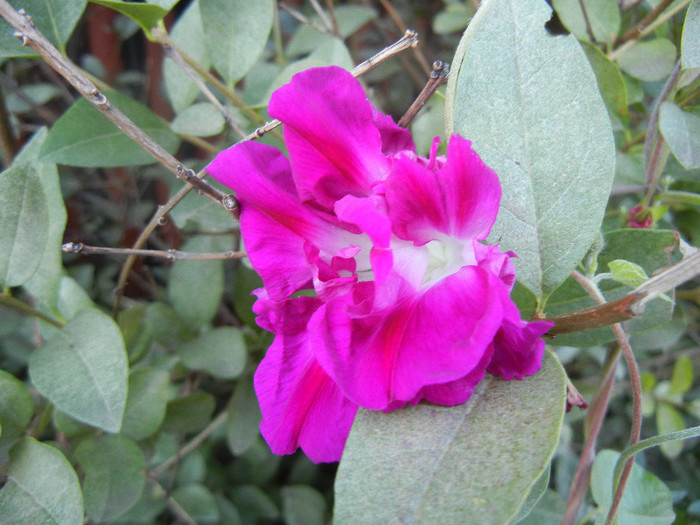 Double Pink Morning Glory (2012, Sep.27) - Double Pink Ipomoea Nil