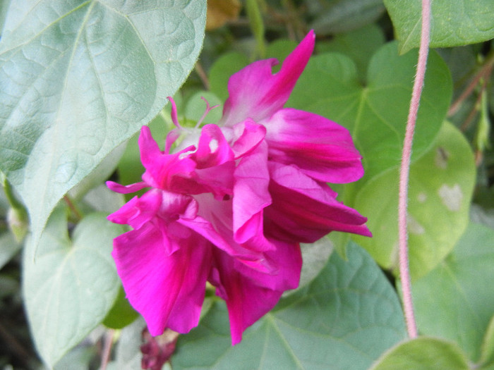Double Pink Morning Glory (2012, Sep.29) - Double Pink Ipomoea Nil