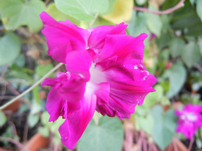 Double Pink Morning Glory (2012, Sep.30) - Double Pink Ipomoea Nil