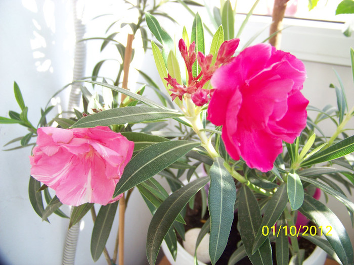 370_8823 - Leandrii 2012