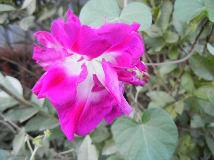 Double Pink Morning Glory (2012, Oct.01) - Double Pink Ipomoea Nil