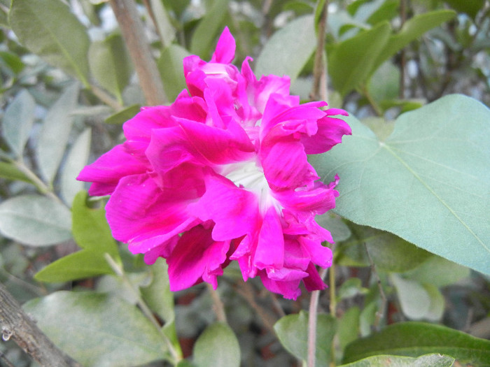 Double Pink Morning Glory (2012, Oct.01) - Double Pink Ipomoea Nil