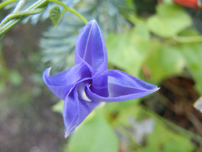 Blue Morning Glory (2012, Sep.30)