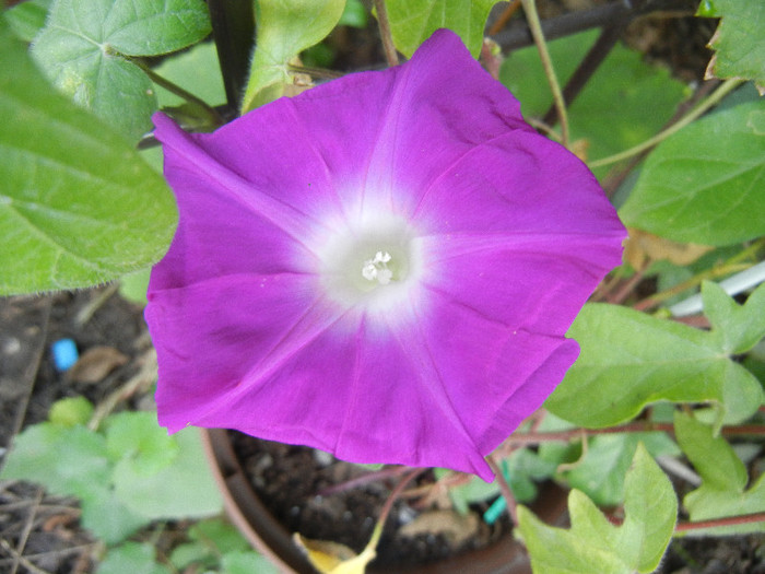 Picotee Morning Glory (2012, Sep.30) - Picotee Morning Glory