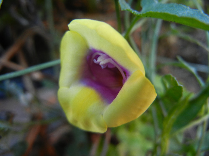 Torenia Gilded Grape (2012, Sep.28) - TORENIA Gilded Grape