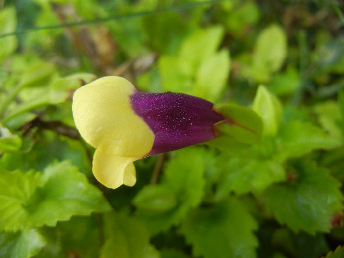 Torenia Gilded Grape (2012, Sep.30) - TORENIA Gilded Grape