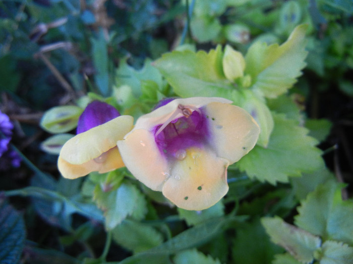 Torenia Gilded Grape (2012, Oct.01) - TORENIA Gilded Grape