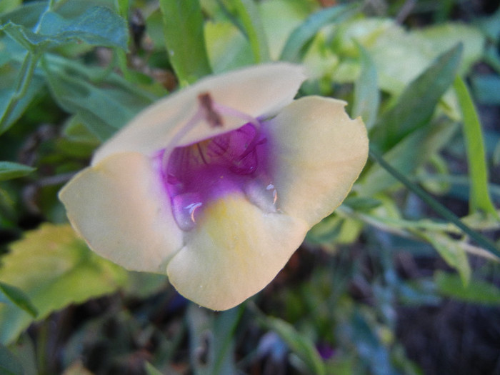 Torenia Gilded Grape (2012, Oct.01)