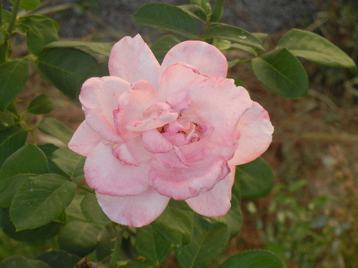 Rose Queen Elisabeth (2012, Sep.26)