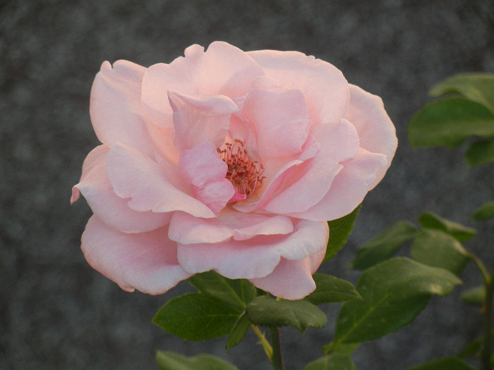 Rose Queen Elisabeth (2012, Sep.26)
