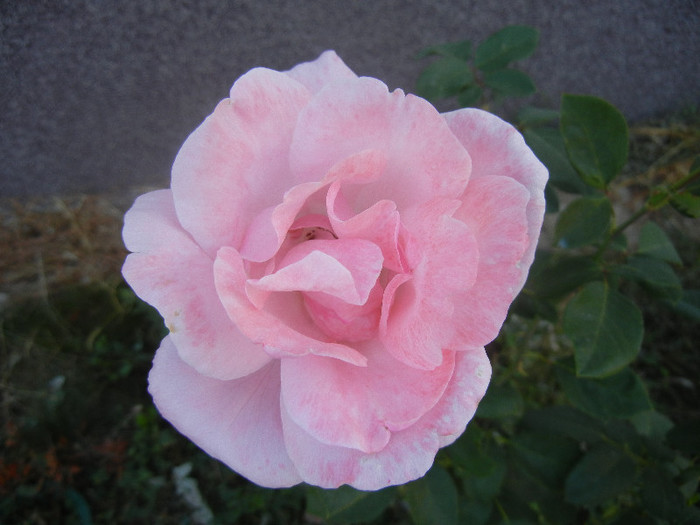Rose Queen Elisabeth (2012, Sep.28)