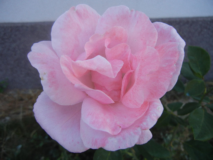 Rose Queen Elisabeth (2012, Sep.28)