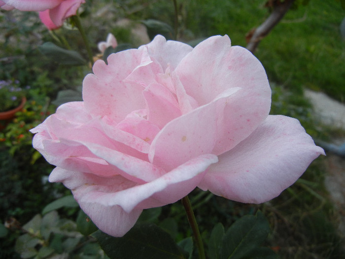 Rose Queen Elisabeth (2012, Sep.29)
