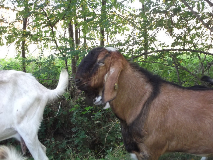 DSCF4867 - Tap anglo nubian 2012