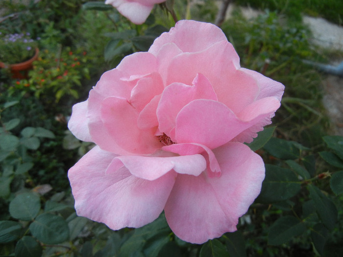 Rose Queen Elisabeth (2012, Sep.29)
