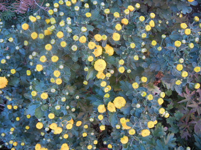 Yellow Chrysanthemum (2012, Sep.28)