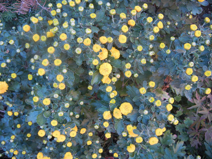 Yellow Chrysanthemum (2012, Sep.28) - Yellow Chrysanthemum